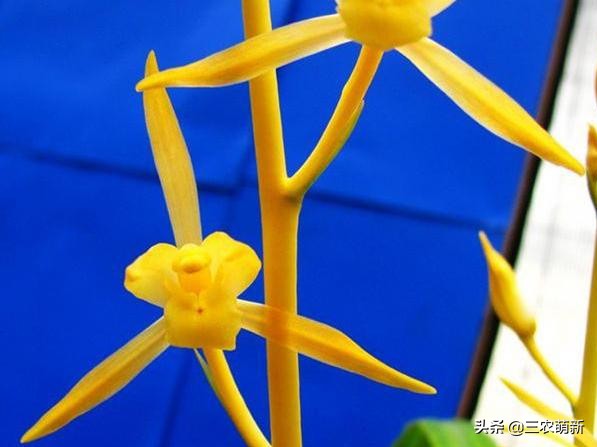 兰花花艺双全品种图,兰花花艺双全品种