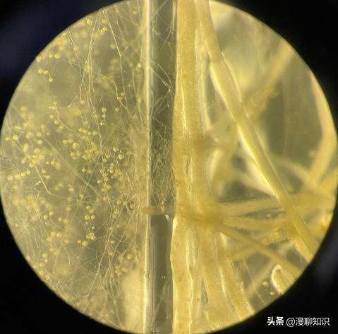 丛枝菌根真菌介绍,丛枝菌根对植物的影响