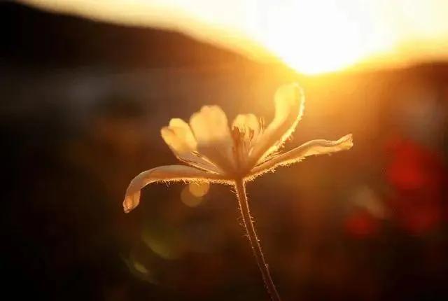 诗人顾城29年前砍死妻子后自杀，遗愿儿子别太像他，如今儿子怎样