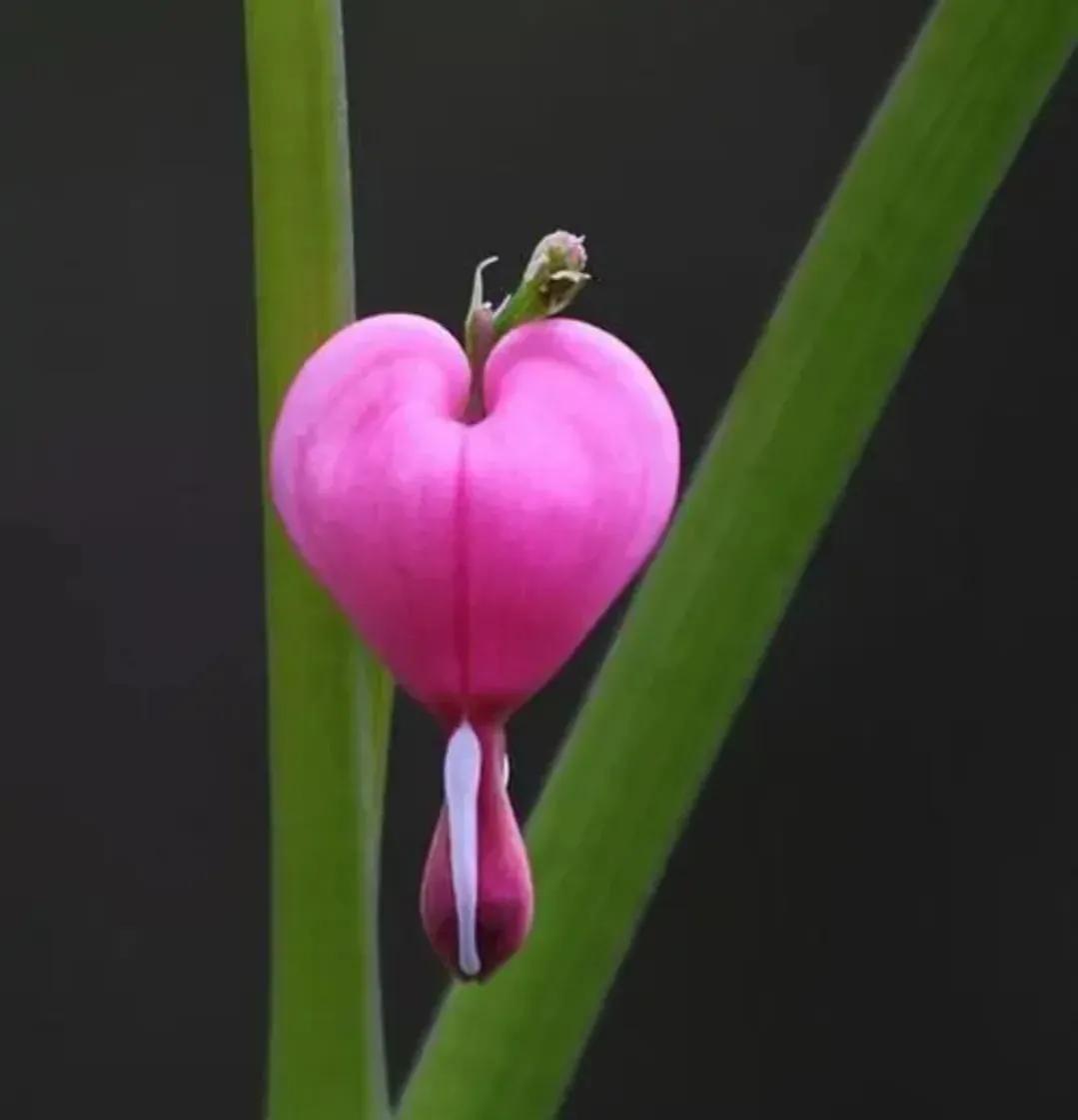 一花一世界经典图片,100种最美花卉图片