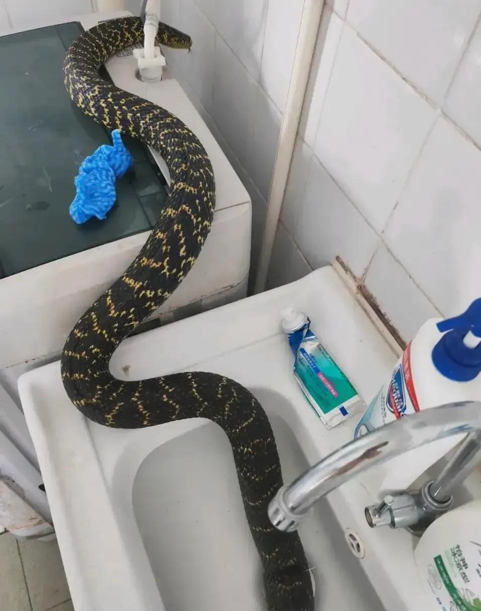 大王蛇属于小型蛇还是大型蛇,大王蛇为什么各种蛇都怕