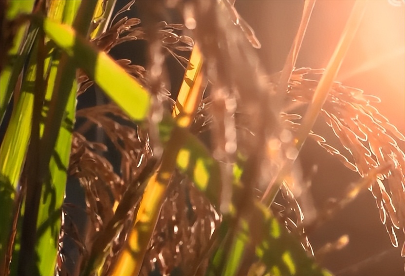 小伙创业一亩田养鱼能挣多少钱,年赚600万的稻田养鱼