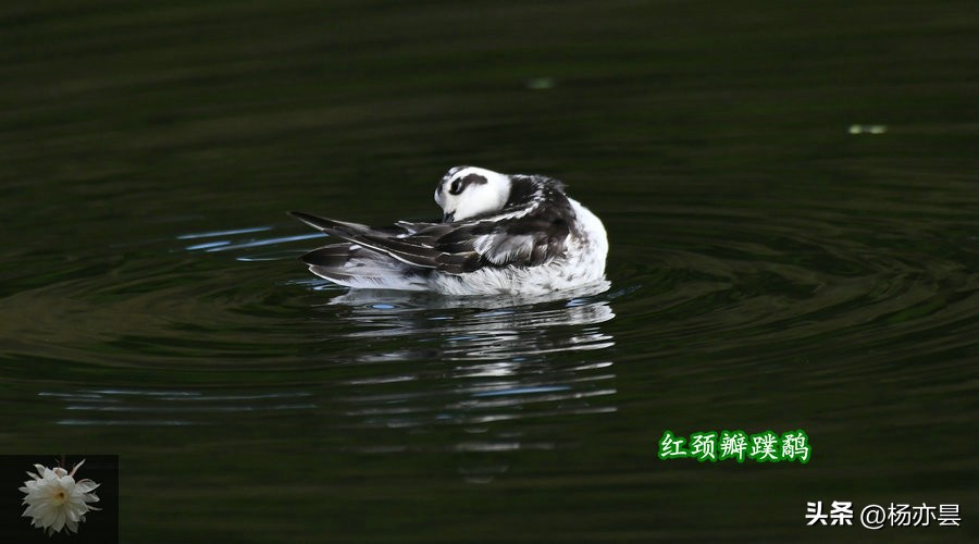 红颈瓣蹼鹬声音,红颈瓣蹼鹬