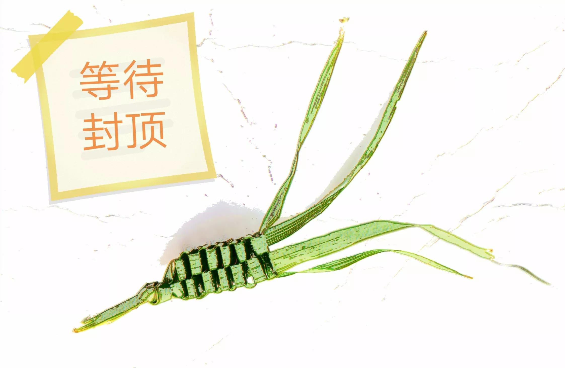 这样的小蜂窝，是不是也唤醒了你的童年记忆？