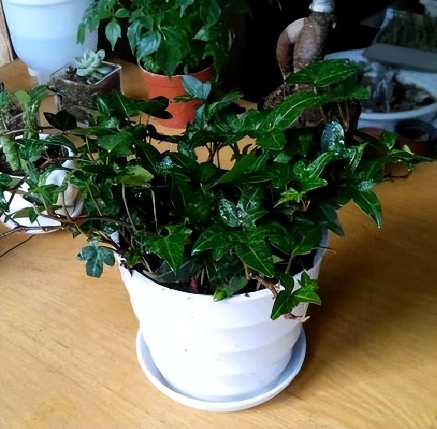 养时间长的绿萝还能吸甲醛吗,绿萝吸收甲醛怎么样才能养活