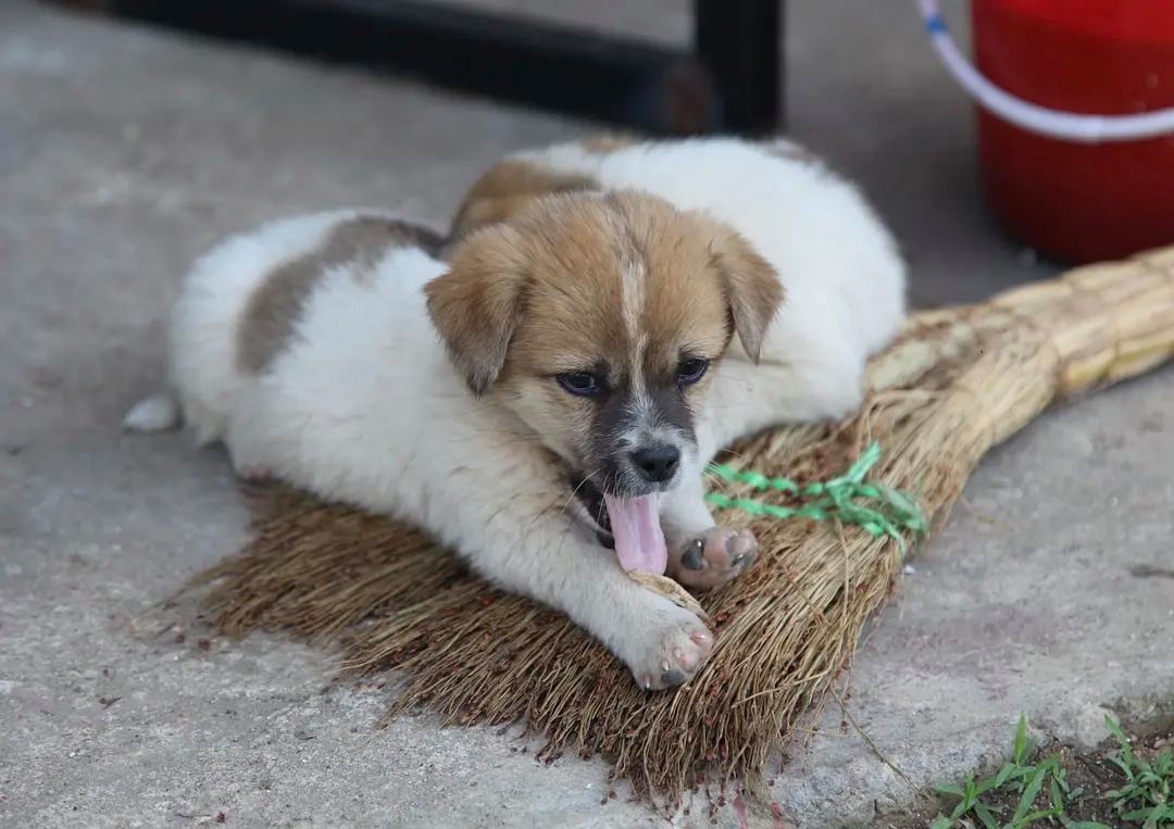 好心奶奶救下蛇20年后,男子救下一条小蛇20年后来报恩