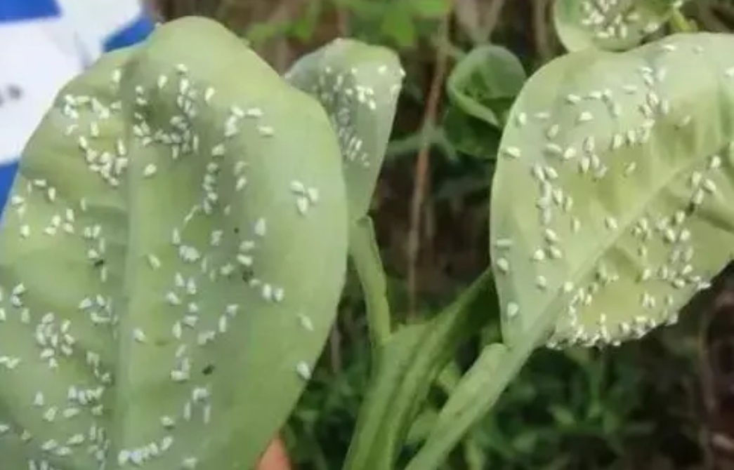 花卉的小黑虫怎么除掉,花卉小虫子怎么治