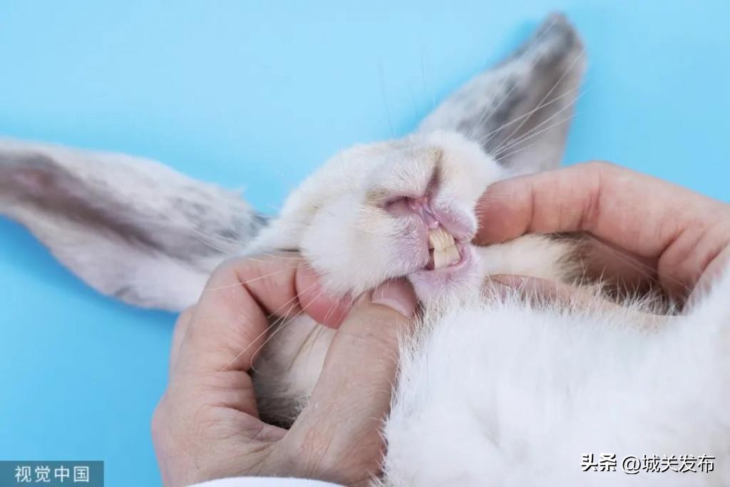 原来，你是这样的兔兔！