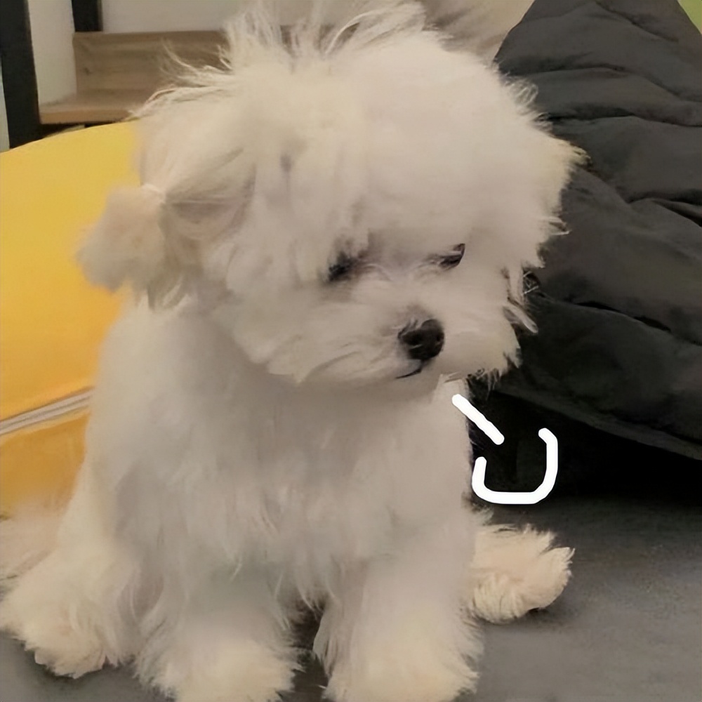 狗狗毛发稀疏是缺乏维生素吗,狗狗毛发少是基因问题