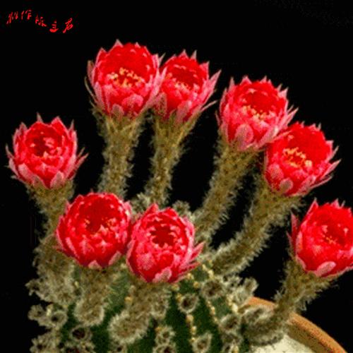 一组开心的萌兔送给大家请欣赏