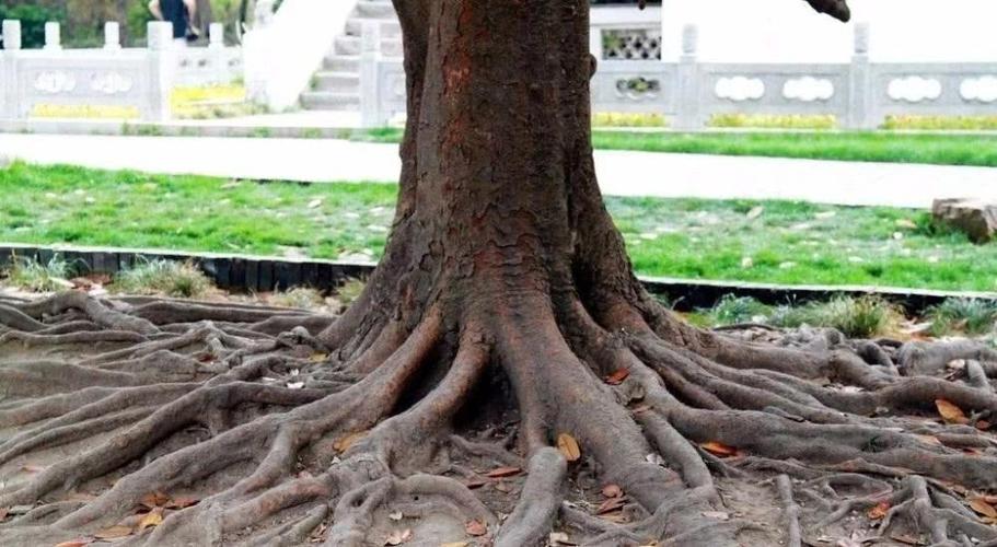 83.2米！中国最高树再创新高！120米真是大树无法越过的“坎”？