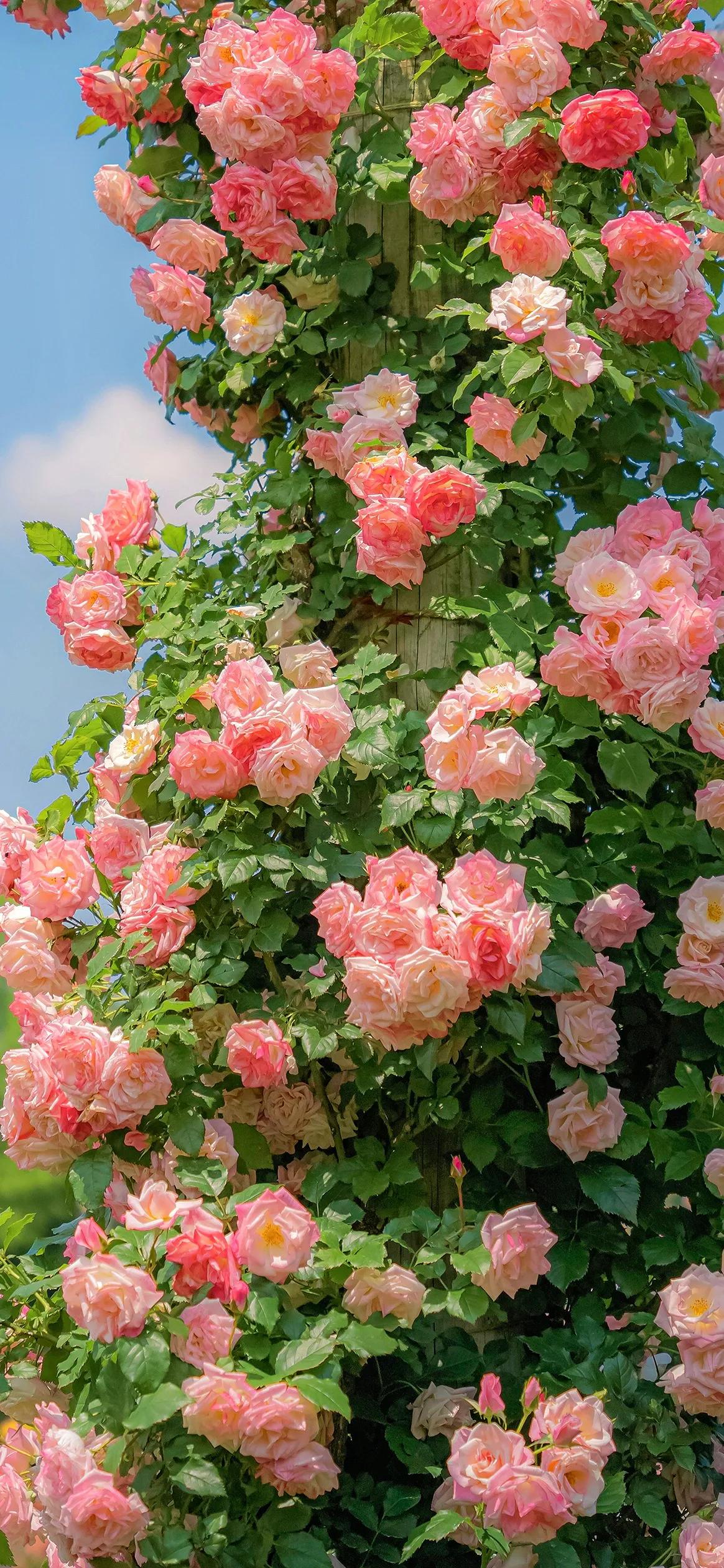 高清壁纸全面屏手机,围棋壁纸高清全面屏