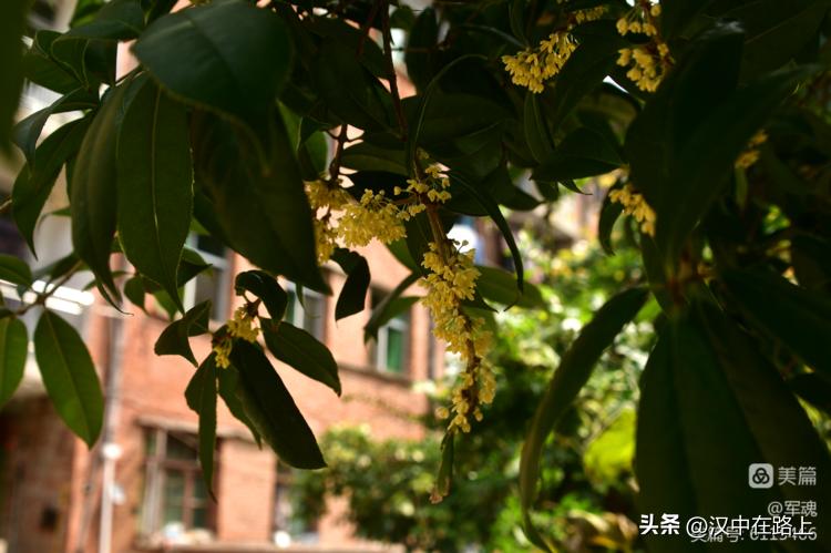 南峰心声,南峰情头