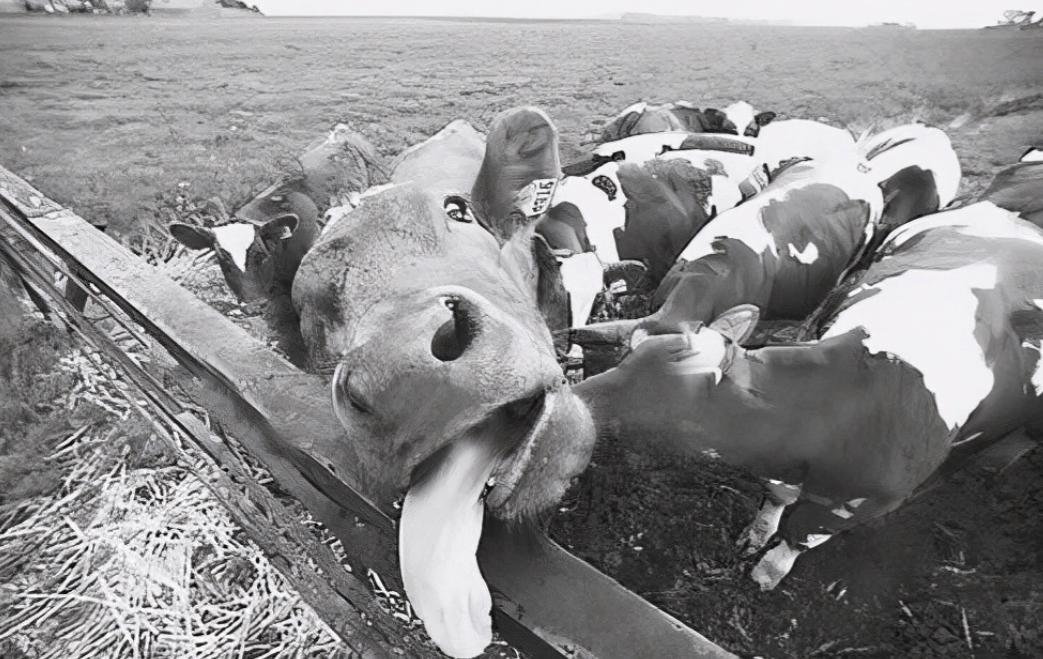 致死率100%！无药可救烹煮杀不死的朊病毒，感染后会有多恐怖？