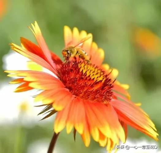 七言诗梦想归田园,七律田园诗词大全