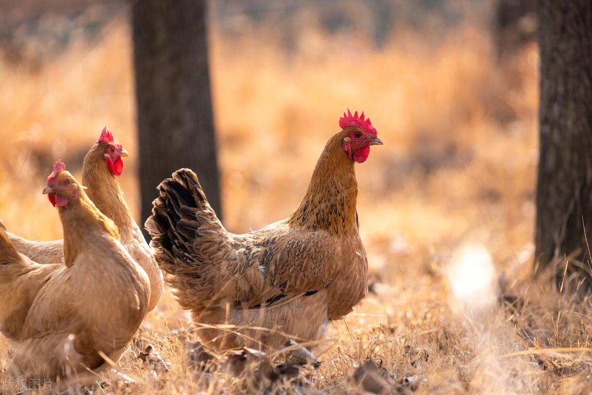 35元一只土鸡利润,200元一只土鸡一年利润有多少