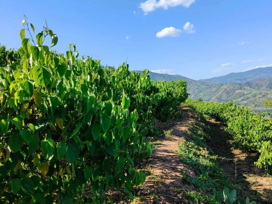 乡村振兴乡村美农民富,乡村振兴小小食用菌托起致富梦