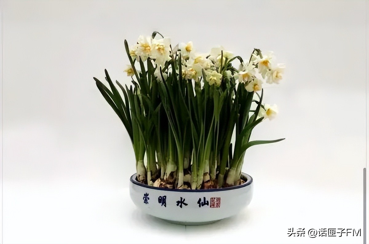 上海春节年宵花选购指南,新年将至充满年味的年宵花不能少