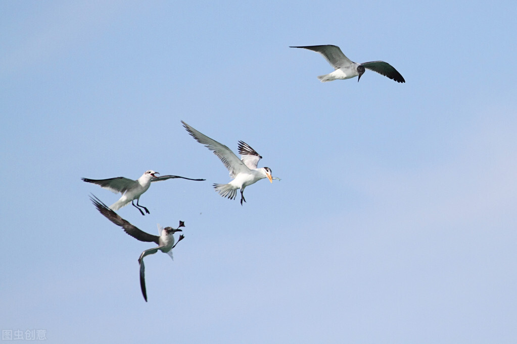 世界各国最稀有的国宝,100个国家国宝动物