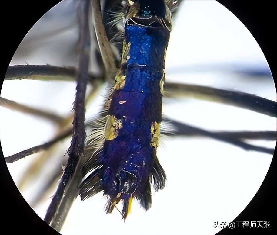 辽宁小伙逮到一只巨大蚊子,男孩抓到巨型蚊子