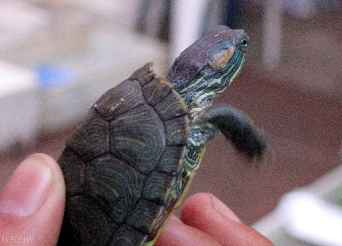 巴西龟不吃龟粮怎么回事,巴西龟一直不吃龟粮怎么回事