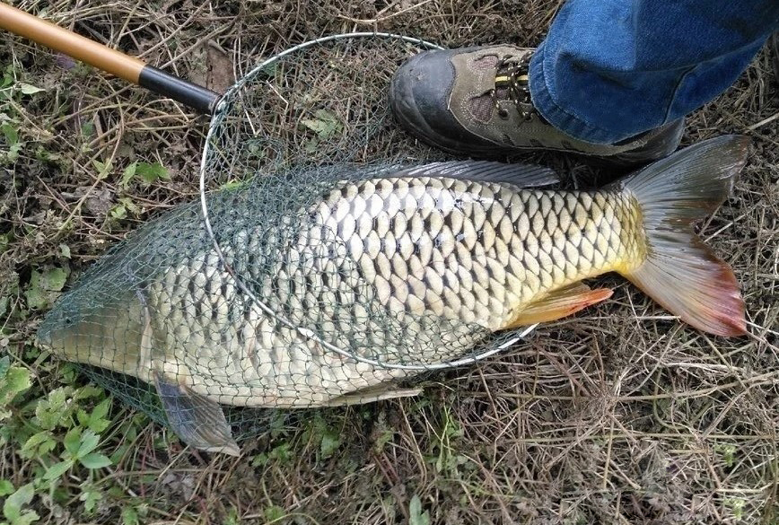 用玉米野钓鲤鱼不开口怎么办,野钓鲤鱼有口不中鱼原因解读