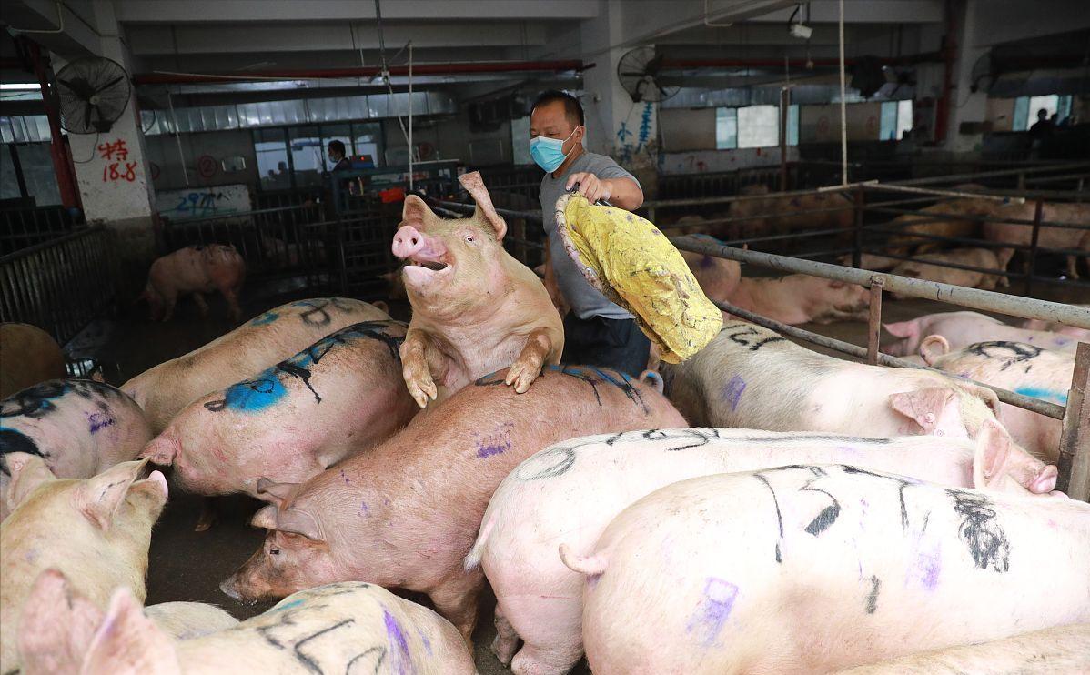 节后生猪价格行情或将走强,生猪涨价豆粕的春天来了