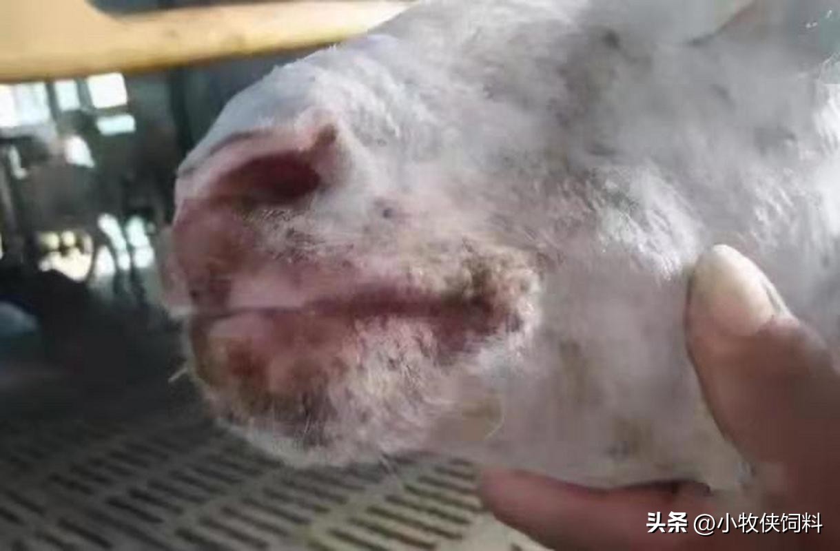 养羊老张分享羊有口疮怎么治疗,羊得了口疮病怎么治疗