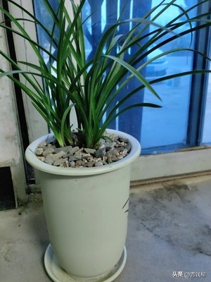 十大名花兰花,十大名花兰花价格表