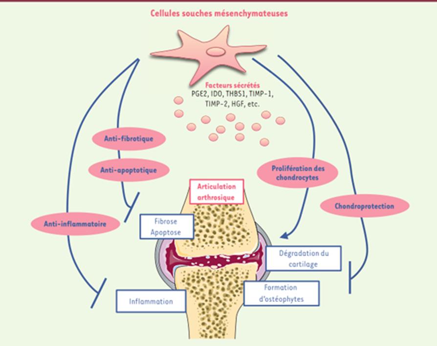 关注世界杯｜40名职业运动员使用干细胞疗法