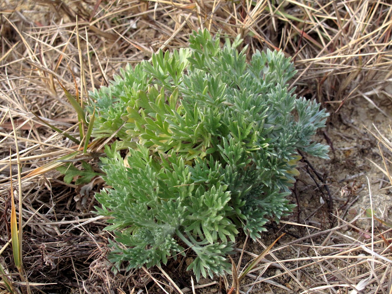岱山岛为什么叫岱山岛呢,岱山岛定位