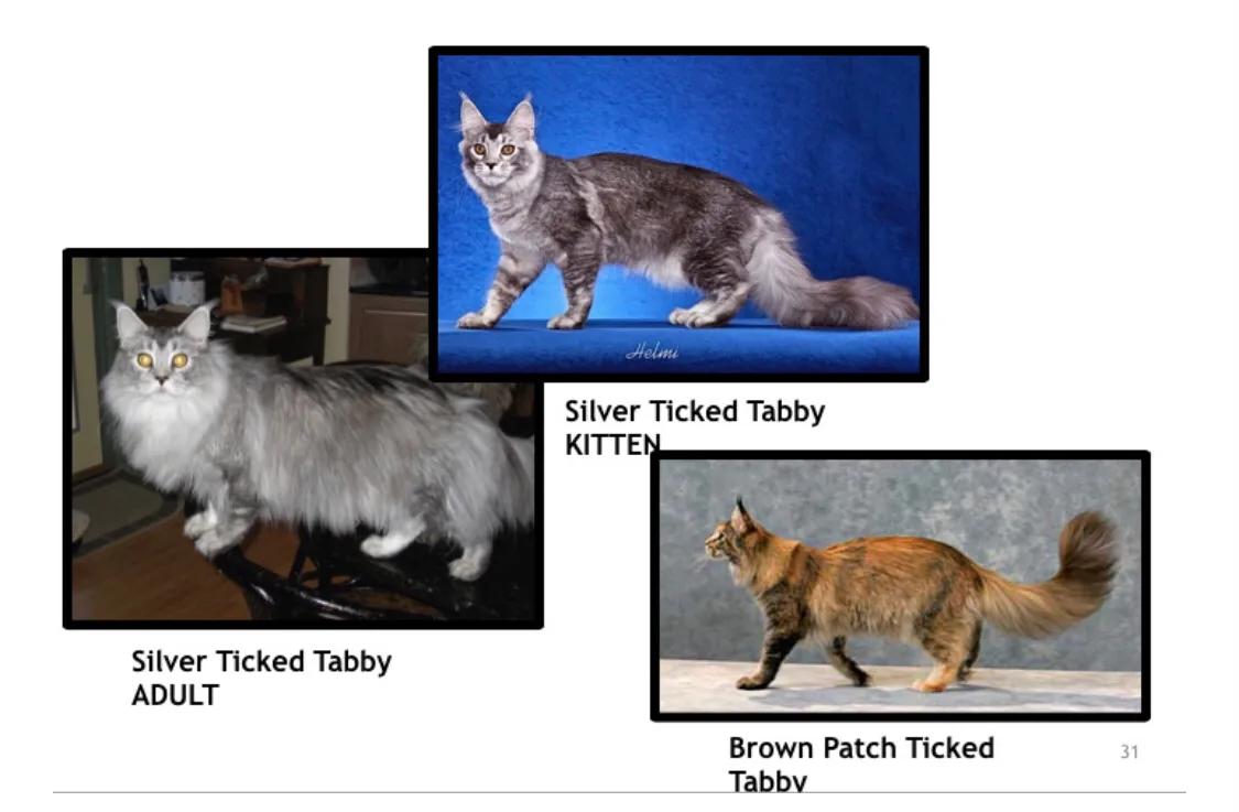 重点布偶和蓝白会配出缅因吗,天选猫耳为什么这么贵