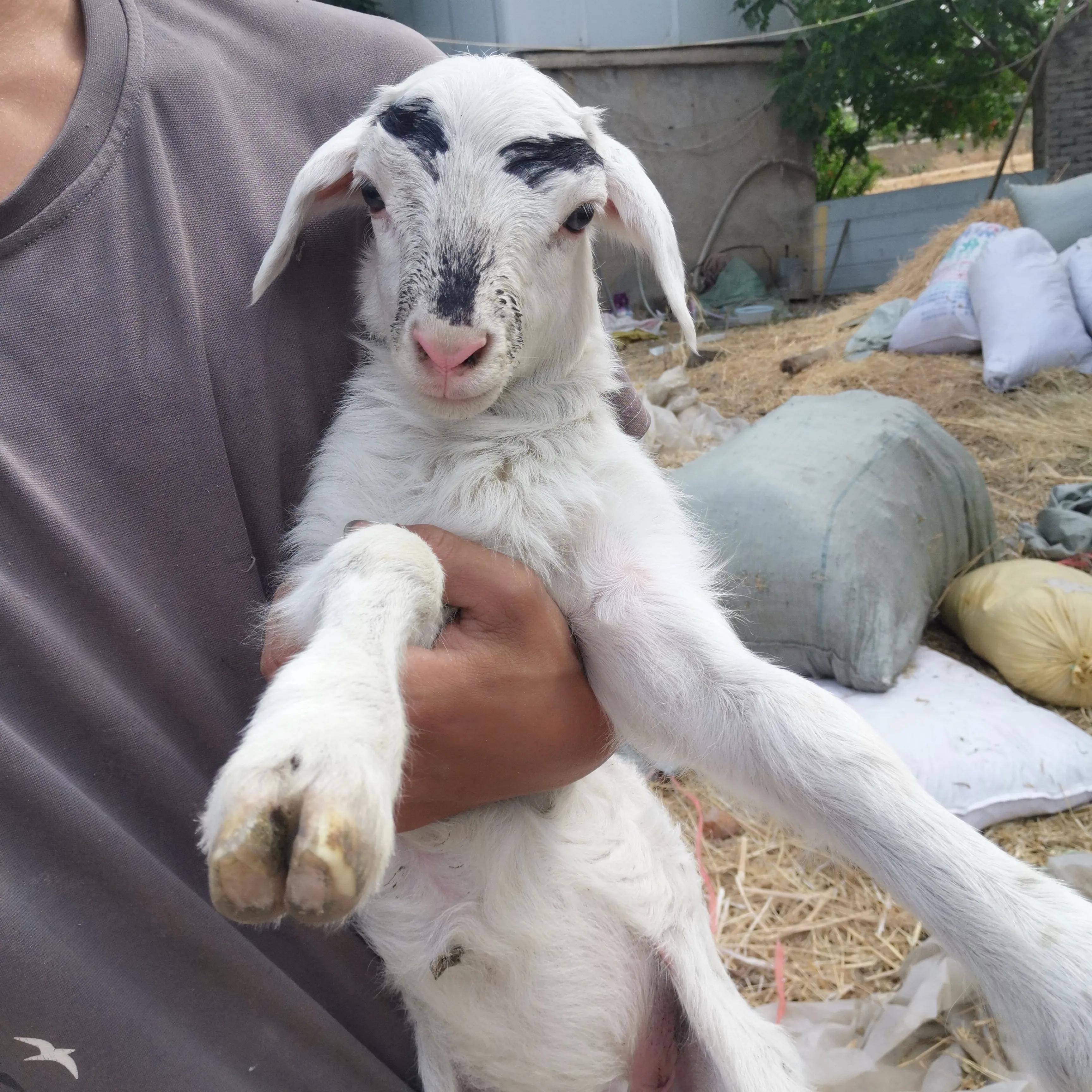 放养的羊一天生太多小羊怎么管,成群小羊不长成僵羊了怎么治