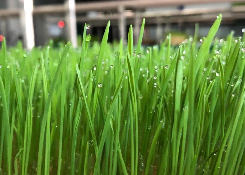 新种的韭菜第一茬一亩能割多少斤,韭菜种植高产方法分享越割越粗壮