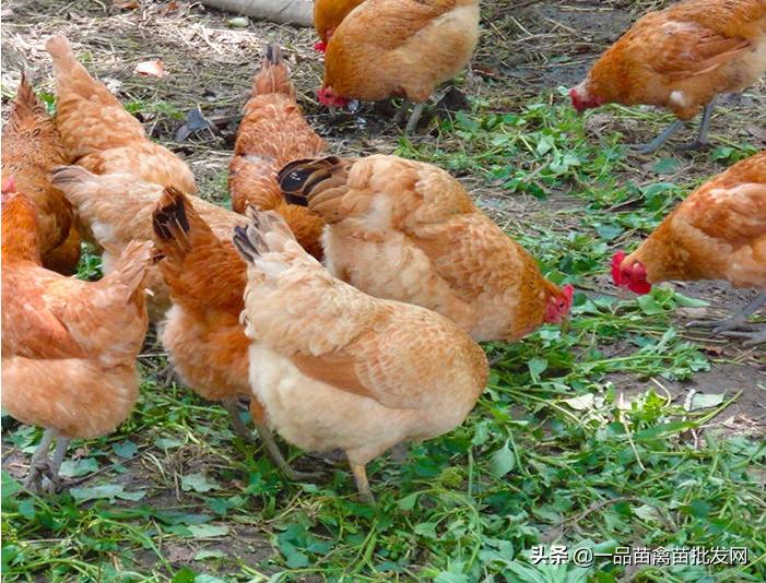 怎么样才能让土鸡快速变肥,散养土鸡催肥最佳方法