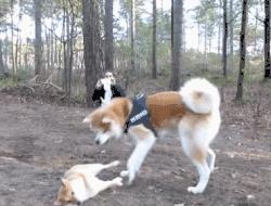 亲身经历养秋田犬,为啥不建议养秋田犬