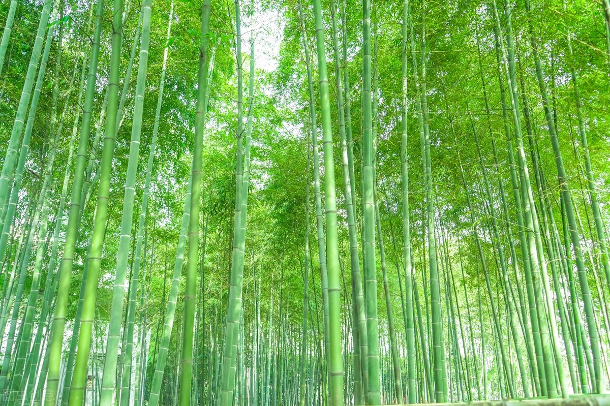 十大公认最好闻的精油排名,十大公认最好闻的精油排行榜