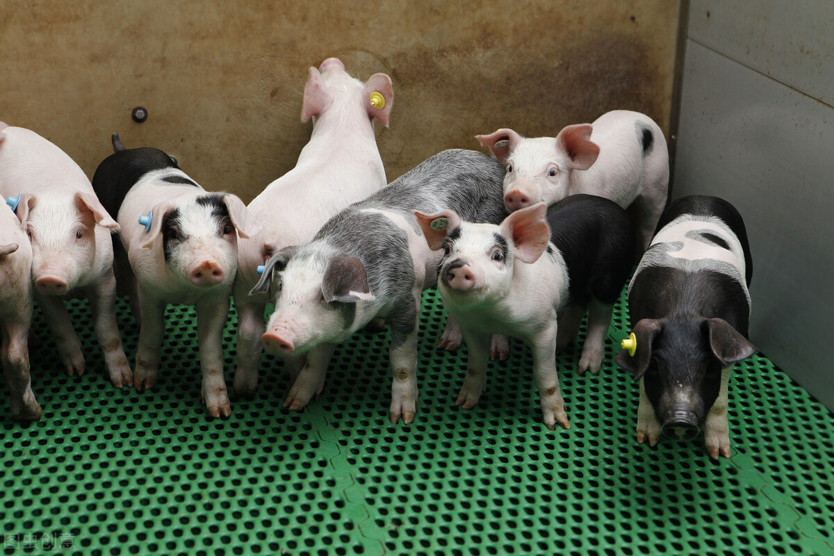 猪布病的症状及治疗方法，猪布病传染人吗？养殖户快来学习