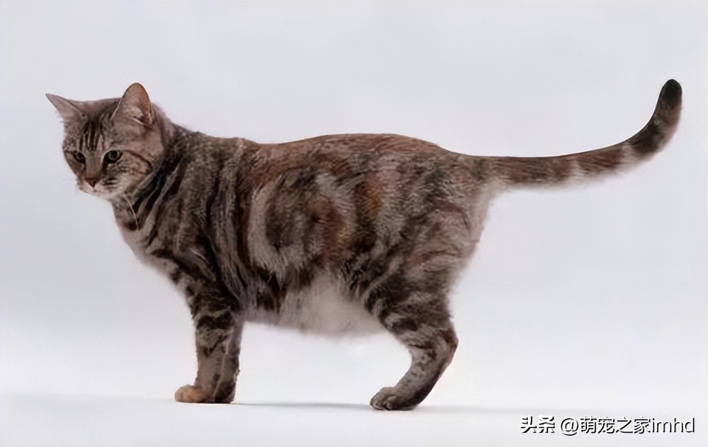 猫咪怀孕后什么时候再怀孕,如何了解自家狗狗怀孕多久了