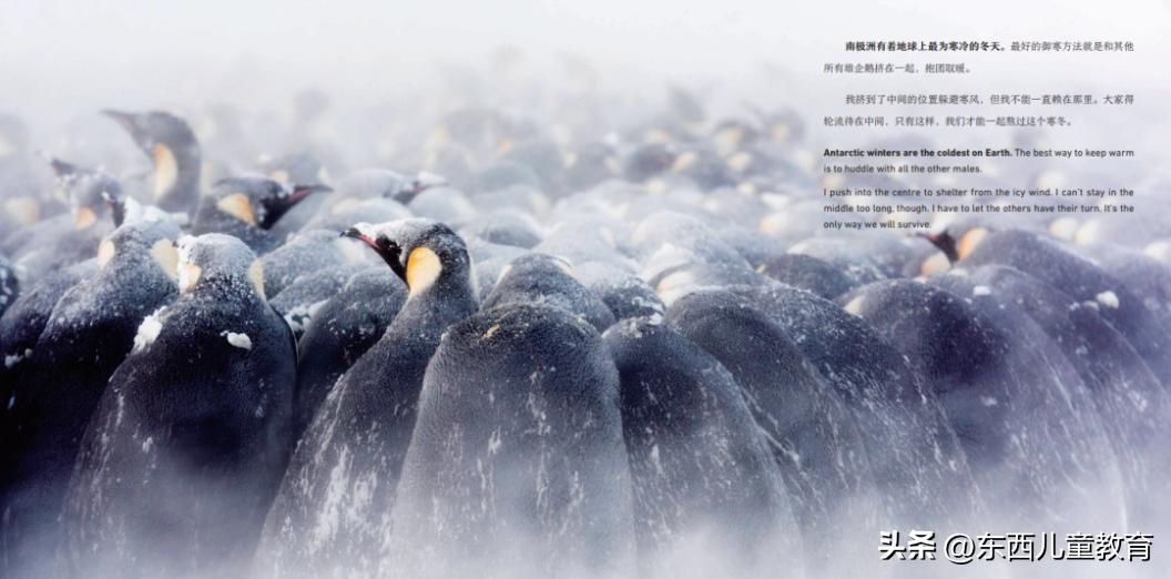 法布尔昆虫记立体书适合3-6岁儿童,法布尔昆虫记青少版必读