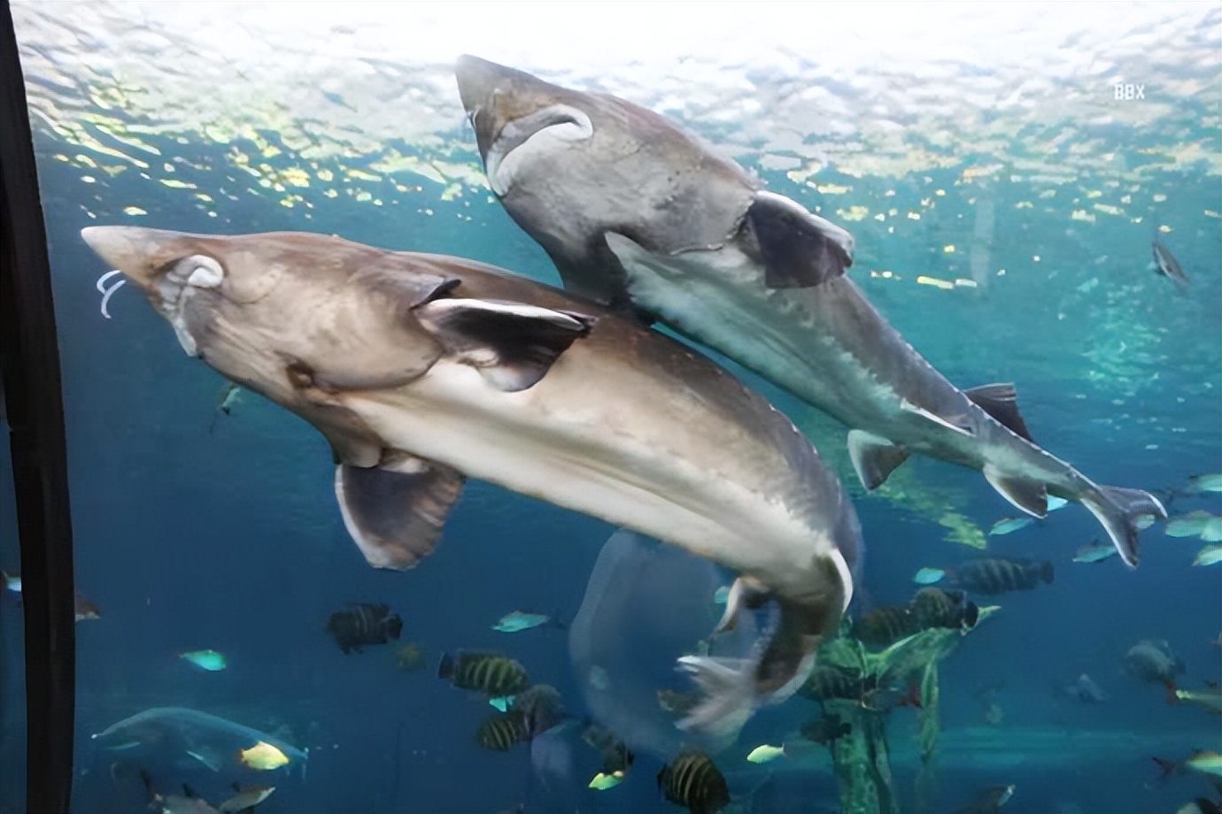 珠海长隆海洋王国水下走廊,世界级海洋乐园珠海长隆海洋王国