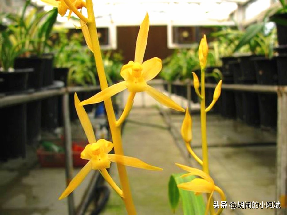 “兰为王者香，芬馥清风里”，这种兰花，浓香四溢，一朵香满屋