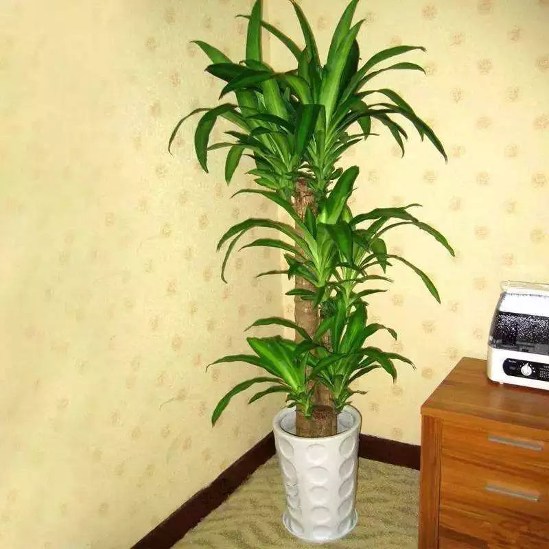 吸甲醛超强的十五种植物,新房如何种植去甲醛植物