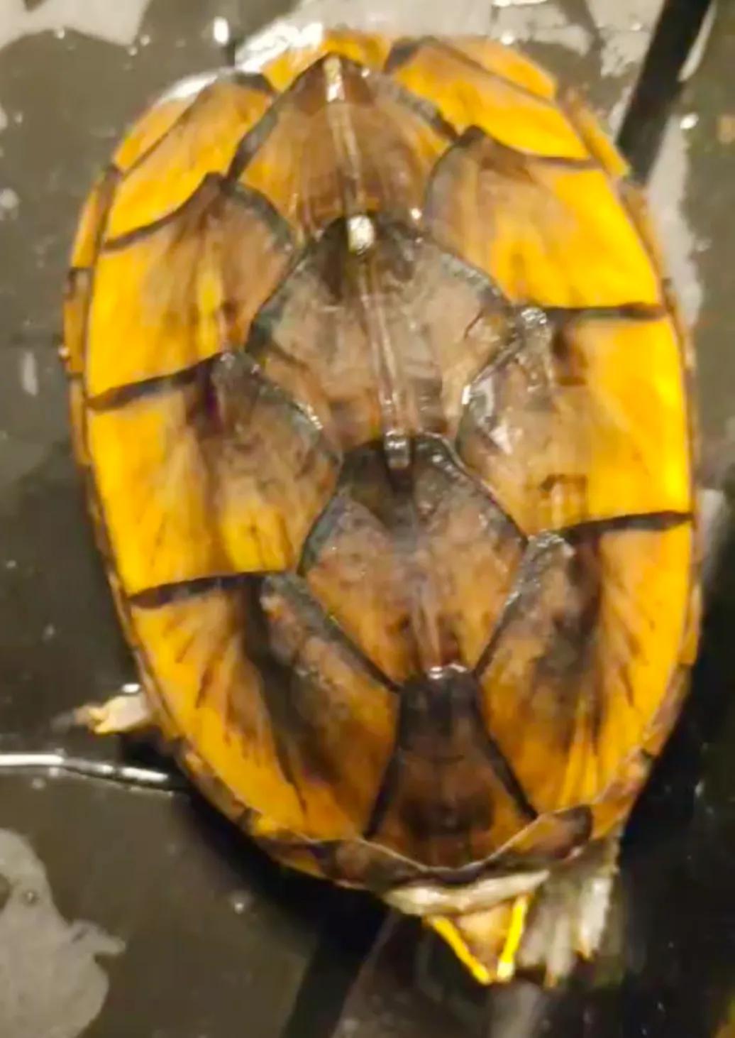 乌龟好看好玩又好养的蛋龟,最值得养的蛋龟品种