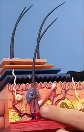 女孩子外阴长啥样才正常？（正经科普）