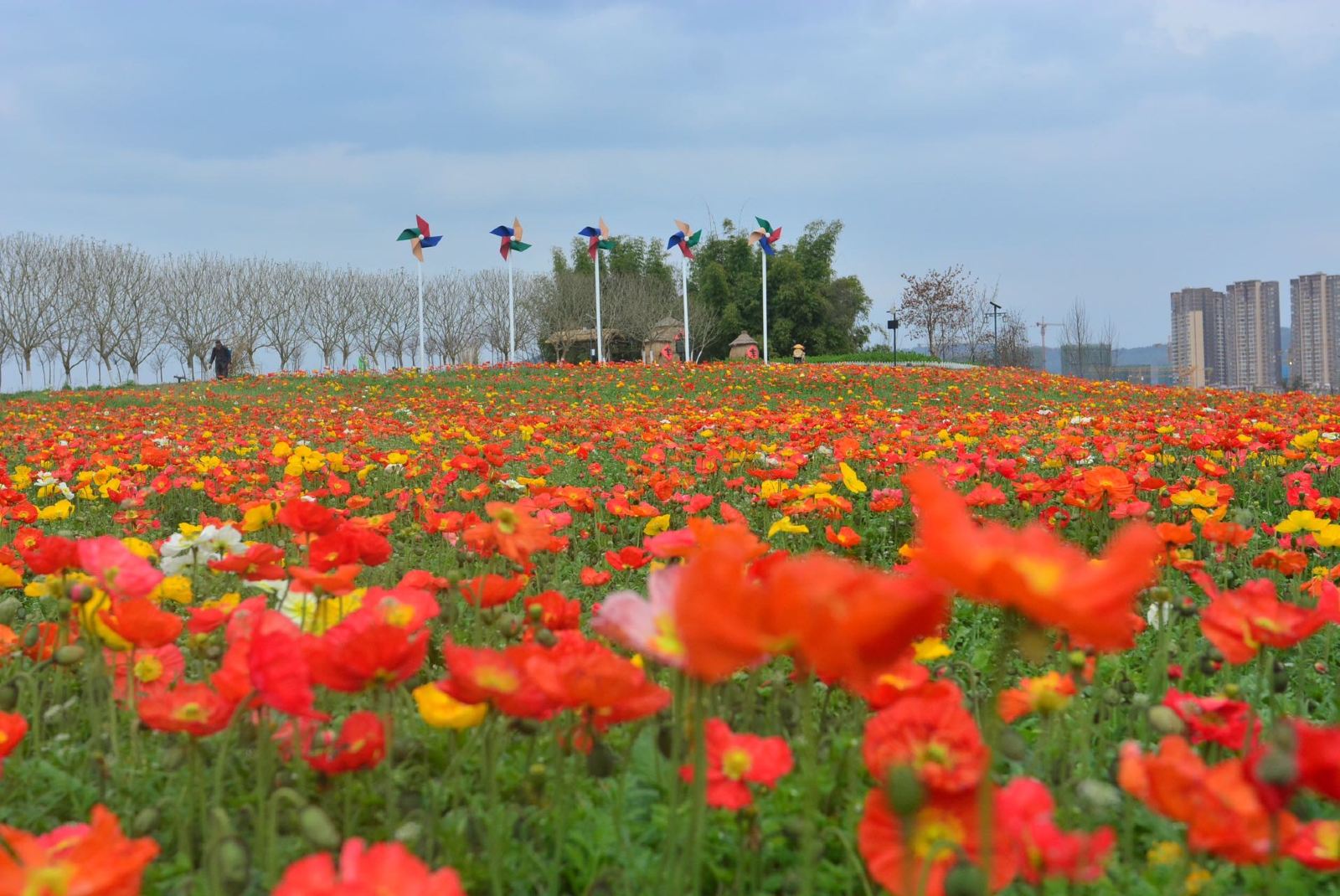 成都周边春季赏花景点推荐,成都赏花景点推荐一下