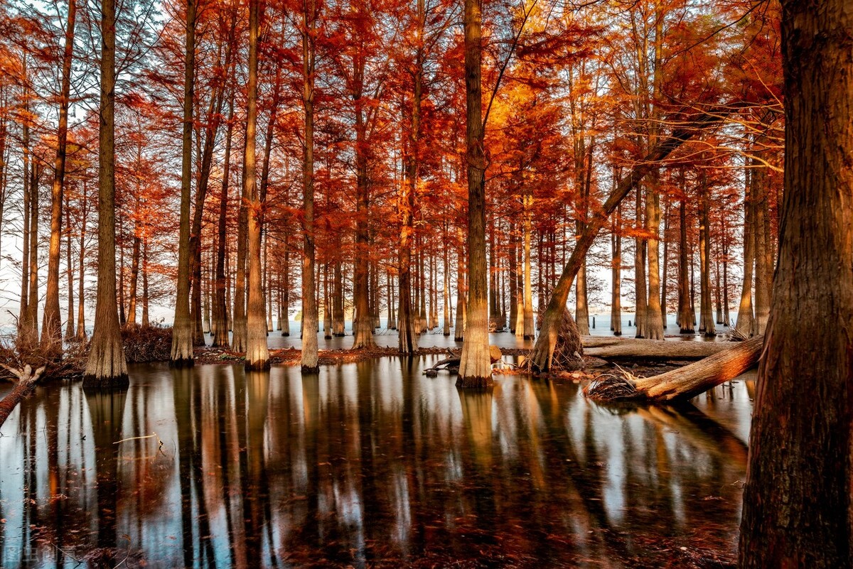 苏州哪儿红杉林比较好,苏州冬季免费打卡景点推荐