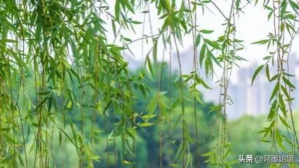 咏柳唐贺知章古诗句子,咏柳唐贺知章古诗词