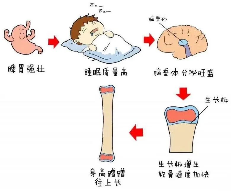 孩子长高是遗传重要还是锻炼重要,孩子个子矮小别发愁孩子长高
