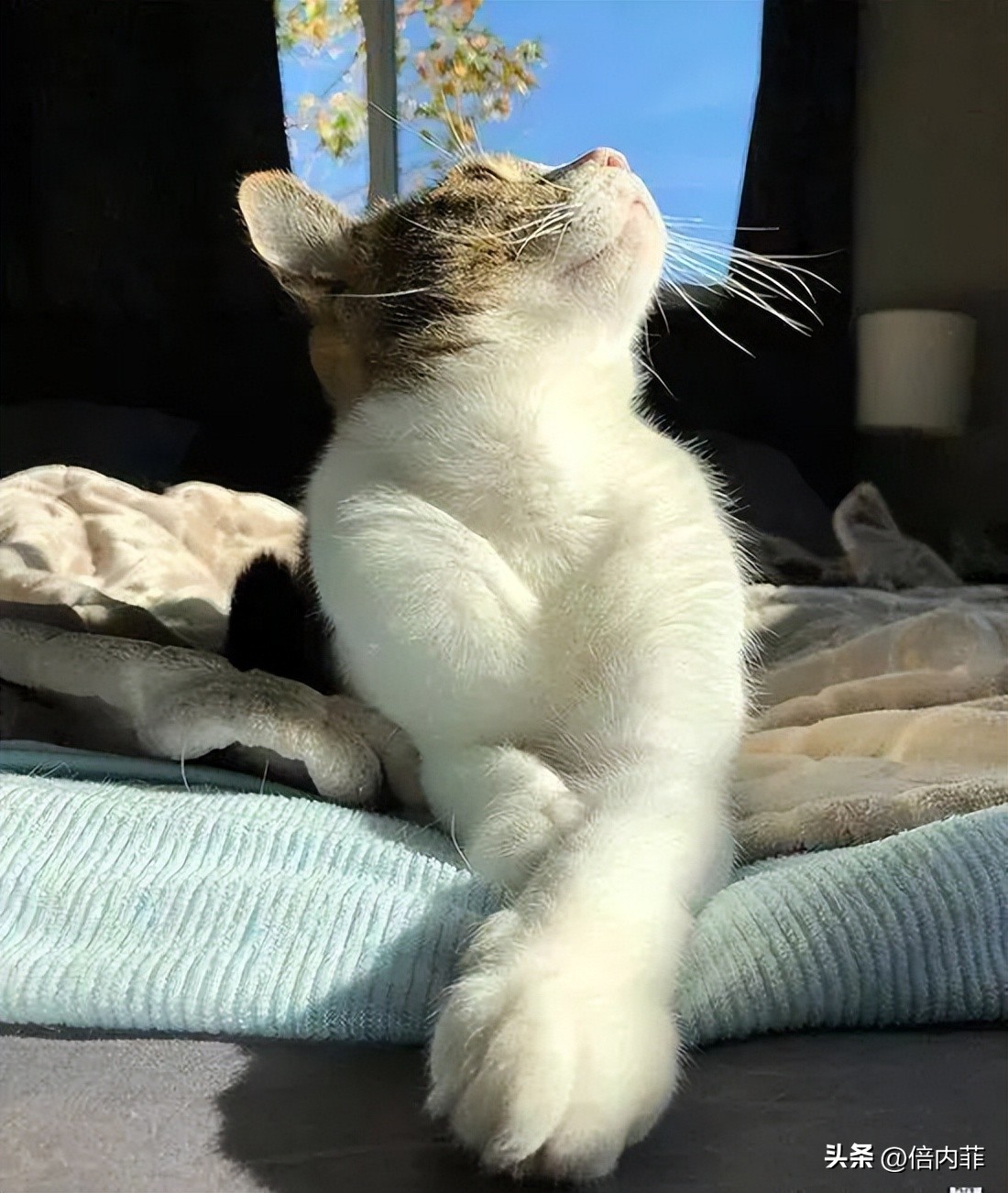 让我看看有多少人中了：猫晒太阳能补钙的*局骗**？